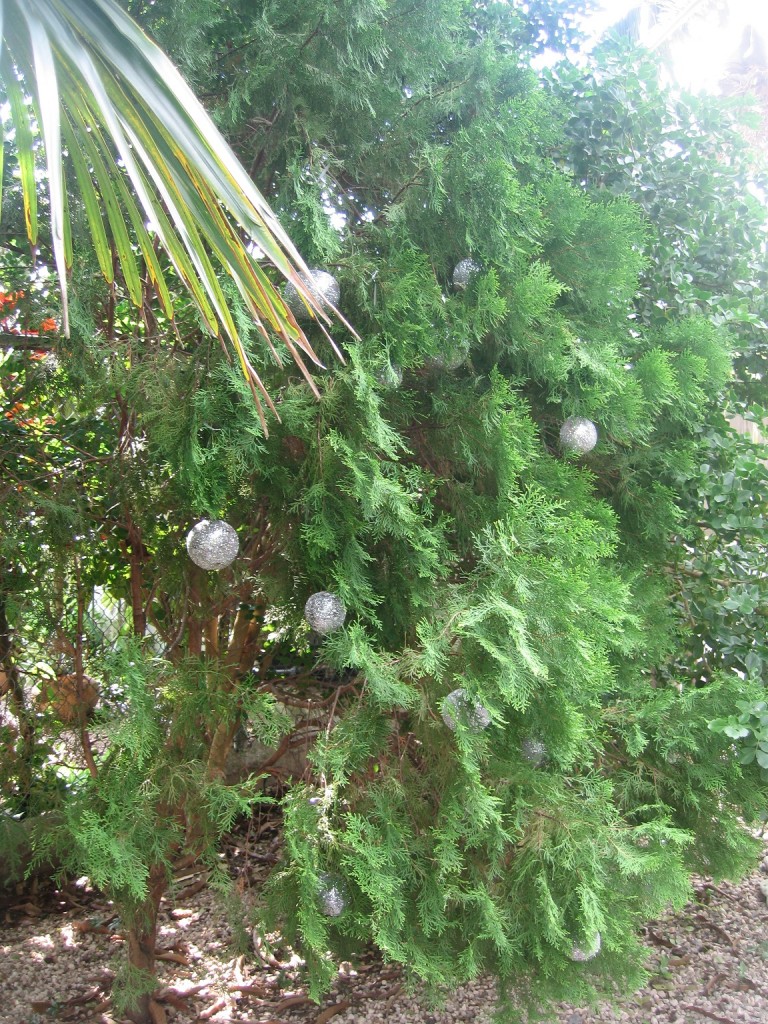 Weihnachtsbaum 2012 im Garten.1jpg