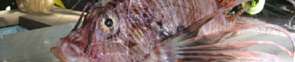Lionfish 32 cm 6.6.12  1.jpg2 Blog