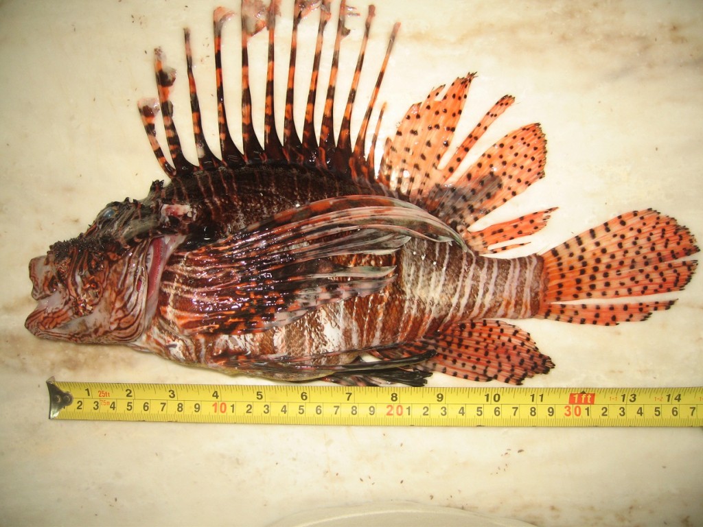Der Rotfeuerfisch kann bis zu 43 cm gross werden