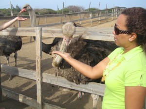 Ostrich Farm füttern